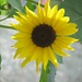 Sonnenblume in Quinten