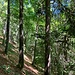 Pfad im Wald