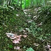 Dieses ausgetrocknete Bachbett ist nicht nur der "Weg", sondern auch die Brutstätte von Millionen von Mücken und Fliegen.<br /><br />Man bemerke den zartrosanen Weissabgleich.