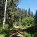 Ab und an durch den Wald