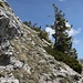 Impression vom Abstieg nach Birchboden