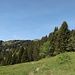 Kreuzung alter Weg/offizieller Weg vor der Schneewaldalpe