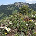 Dryas auf dem Grat