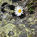 Alpen-Wucherblume am oberen NW-Grat