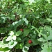 Am Wegesrand wachsen Scheinerdbeeren. Dies sind verwilderte Garten-Zierpflanzen, nichts zum Essen. Ihr Merkmal: Die Beere steht aufrecht auf dem Stängel.