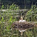 Faszinierende Tierwelt am Wichelsee