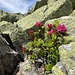 kleine Blumeninsel in den Felsbrocken