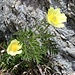 <b>Anemone alpino (Pulsatilla alpina).</b>
