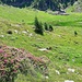 Arrivée au 1er Bivacco (Alpe del Lago)