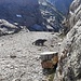 Colle del Turlo (2740m) - le résident permanent