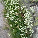Galium pumilum Murray<br />Rubiaceae<br /><br />Caglio minore <br />Gaillet nain <br /> Niedriges Labkraut