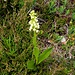 Pseudorchis albida (L.) Á. Löve & D. Löve<br />Orchidaceae<br /><br />Orchide candida <br /> Orchis miel, Pseudorchis blanchâtre <br />Weisszunge, Weissorchis