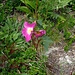 Rosa pendulina L.<br />Rosaceae<br /><br />Rosa alpina <br /> Rosier des Alpes <br /> Alpen-Hagrose