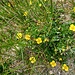 Potentilla aurea L.<br />Rosaceae<br /><br />Cinquefoglie fior d'oro <br /> Potentille dorée <br /> Gold-Fingerkraut