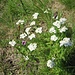 Achillea erba-rotta subsp. moschata (Wulfen) Vacc.<br />Asteraceae<br /><br />Millefoglio del granito <br /> Achillée musquée <br /> Moschus-Schafgarbe, Ivapflanze