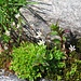 Saxifraga stellaris L.<br />Saxifragaceae<br /><br />Sassifraga stellata <br />Saxifrage étoilée <br /> Sternblütiger Steinbrech