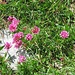 Trifolium alpinum L.<br />Fabaceae<br /><br />Trifoglio alpino <br /> Trèfle des Alpes <br />Alpen-Klee