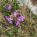 Primula integrifolia L.<br />Primulaceae<br /><br />Primula a foglie intere <br />Primevère à feuilles entières <br />Ganzblättrige Primel