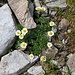 Ranunculus glacialis L.<br />Ranunculaceae<br /><br />Ranuncolo glaciale<br />Renoncule des glaciers<br />Gletscher-Hahnenfuss 