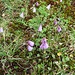 Soldanella pusilla Baumg.<br />Primulaceae<br /><br />Soldanella della silice <br />Petite soldanelle <br /> Kleine Soldanelle, Kleines Alpenglöckchen