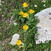 Doronicum clusii (All.) Tausch<br />Asteraceae<br /><br />Doronico del granito <br />Doronic calcifuge <br />Clusius' Gämswurz