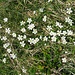 Cerastium arvense subsp. strictum (W. D. J. Koch) Schinz & R. Keller<br />Caryophillaceae<br /><br />Peverina dei campi <br />Céraiste raide <br />Aufrechtes Acker-Hornkraut
