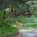 E' sfuocata, ma ci piaceva fa vedere il capriolo nel bosco