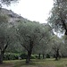 parco degli Olivi