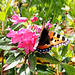 Schmetterling auf Alpenrose