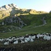 die Schafherde liegt dem Piz Tgietschen, 2857m, zu füssen