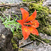 Prachtvoller Aufmerker zwischen den Felsen: eine Feuer-Lilie (Lilium bulbiferum).