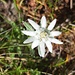 Junges Edelweiss