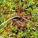 Auch der rundblättrige Sonnentau (eine fleischfressende Pflanze) gedeiht im Valsertal - man muss nur wissen wo
