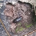 der Hirsch