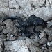 der Bergscorpion