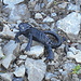der Bergscorpion