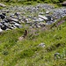 Marmotte de Val Laver