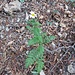 Tanacetum corymbosum (L.) Sch. Bip.<br />Asteraceae<br /><br />Erba amara dei boschi <br /> Tanaisie en corymbe <br /> Straussblütige Margerite, Dolden-Rainfarn