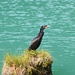 Komoran (Phalacrocorax carbo) am Verwallsee, ein schönes Tier!