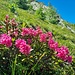 Alpenrosen