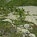 Blick abwärts ins Val Muragl. Alles in grün.