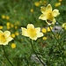 Schwefelgelbe Anemone