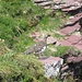 Alpenschneehuhn (Männchen) im Sommerkleid, gesichet beim "Chimmi" nahe der Spitzmeilenhütte