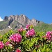 Rostblättrige Alpenrose vor dem Magerrain