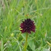 Männertreu (Nigritella nigra) mit dem wunderbaren, vanilleähnlichen Duft