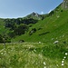 Wollgras und Alpenblumen im Feuchtgelände zwischen Jauriskampl und Wildalm