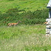 Rehe bei Foren