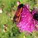 Blume mit frühem Besuch