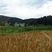 Hinter reichen Kornfeldern befindet sich das Kloster Dult