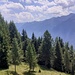 Bellissime conifere nei dintorni di Monte Angone.